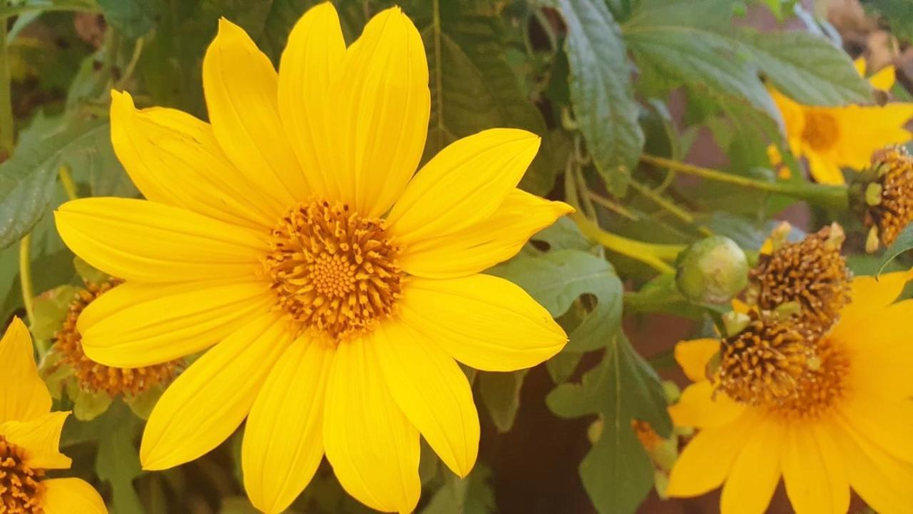 Finca Maracuya El Paso Dış mekan fotoğraf