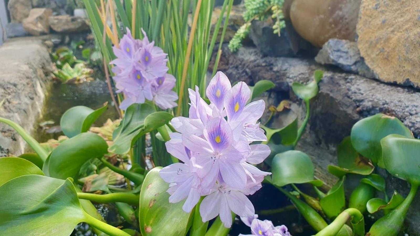 Finca Maracuya El Paso Dış mekan fotoğraf